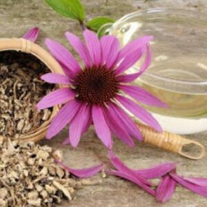 Echinacea (Εχινάκεια)