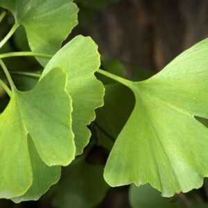 Ginkgo Biloba