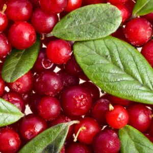 Cranberry (Κράνμπερι)