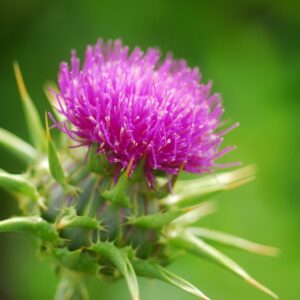 Milk Thistle (Γαϊδουράγκαθο)