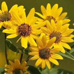 Arnica (Άρνικα)