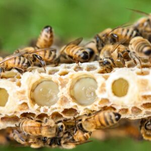 Royal jelly (Βασιλικός Πολτός)